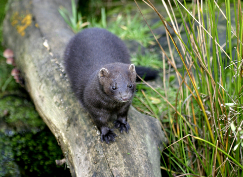 American mink | Wildlife Trust for Beds Cambs & Northants